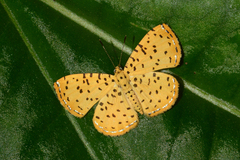 Argyrogrammana stilbe