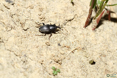 Sphenophorus striatopunctatus