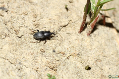 Sphenophorus striatopunctatus