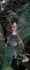 Trichonephila clavipes