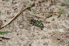 Cicindela soluta