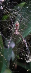 Trichonephila clavipes