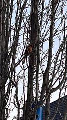 Cardinalis cardinalis