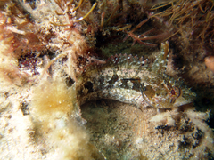 Heteroclinus adelaidae