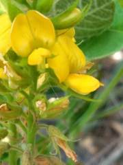 Rhynchosia tomentosa