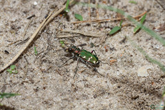 Cicindela soluta