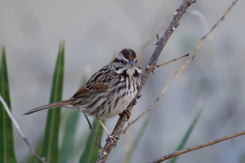Song Sparrow photographed in Mississippi