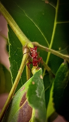 Micrathena swainsoni