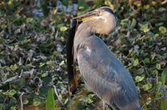 Siren lacertina