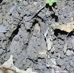 Hydropotes inermis inermis