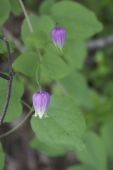 Clematis versicolor