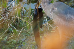 Siren lacertina