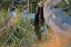 Siren lacertina