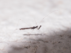 Empicoris rubromaculatus