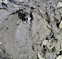 Hydropotes inermis inermis