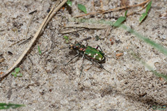 Cicindela soluta