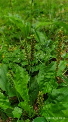 Plantago asiatica