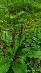 Plantago asiatica