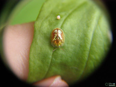 Cassida subreticulata