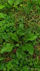 Plantago asiatica