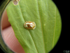 Cassida subreticulata