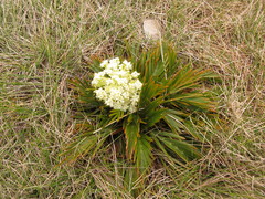 Aciphylla similis