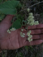 Antigonon flavescens