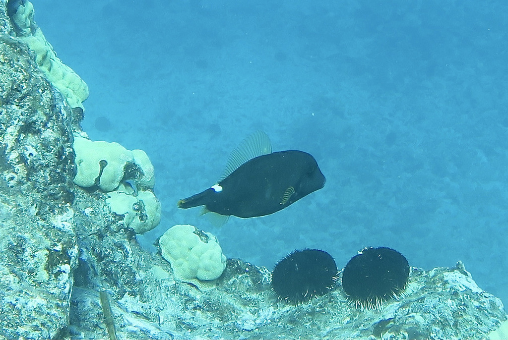 Photo of Sandwich Islands filefish (Cantherhines sandwichiensis)