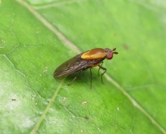 Allophylopsis