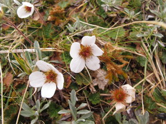Geum uniflorum