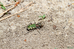 Cicindela soluta