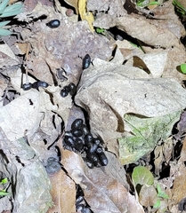 Hydropotes inermis inermis