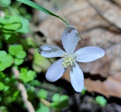 Anemonastrum flaccidum