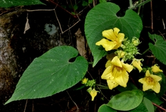 Thladiantha nudiflora