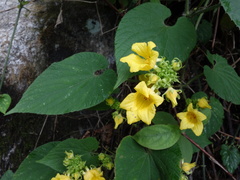 Thladiantha nudiflora