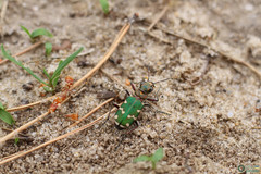 Cicindela soluta