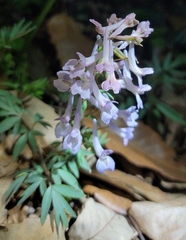 Corydalis yanhusuo
