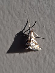 Anydraula glycerialis