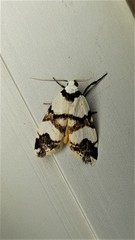 Thallarcha albicollis