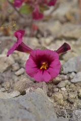 Diplacus constrictus