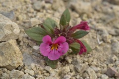 Diplacus constrictus