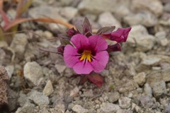 Diplacus constrictus