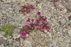 Diplacus constrictus