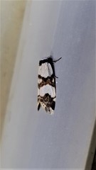 Thallarcha albicollis