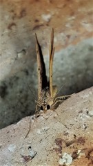 Chrysolarentia mecynata