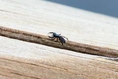 Holoplatys planissima