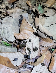 Hydropotes inermis inermis