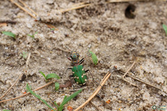 Cicindela soluta