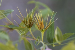 Clematis morefieldii