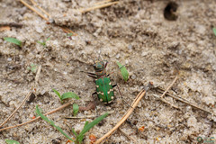 Cicindela soluta